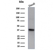 Western blot testing of human Daudi cell lysate with Fli1 antibody (clone FLI1/7508). Predicted molecular weight ~50 kDa.