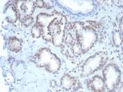 IHC staining of FFPE human prostate tissue with Fli1 antibody (clone FLI1/7508). HIER: boil tissue sections in pH 9 10mM Tris with 1mM EDTA for 20 min and allow to cool before testing.