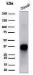 Western blot testing of human Daudi cell lysate with FLI1 antibody (clone FLI1/4371R). Predicted molecular weight ~50 kDa.