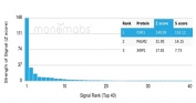 Analysis of a HuProt(TM) microarray containing more than 19,000 full-length human proteins using FLI1 antibody (clone FLI1/4371R). Z- and S- Score: The Z-score represents the strength of a signal that a monoclonal antibody (in combination with a fluorescently-tagged anti-IgG secondary antibody) produces when binding to a particular protein on the HuProt(TM) array. Z-scores are described in units of standard deviations (SD's) above the mean value of all signals generated on that array. If targets on HuProt(TM) are arranged in descending order of the Z-score, the S-score is the difference (also in units of SD's) between the Z-score. S-score therefore represents the relative target specificity of a mAb to its intended target. A mAb is considered to specific to its intended target, if the mAb has an S-score of at least 2.5. For example, if a mAb binds to protein X with a Z-score of 43 and to protein Y with a Z-score of 14, then the S-score for the binding of that mAb to protein X is equal to 29.