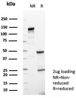 SDS-PAGE analysis of purified, BSA-free Gamma Enolase antibody (clone ENO2/6678) as confirmation of integrity and purity.