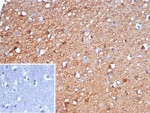 IHC staining of FFPE human brain tissue with Gamma Enolase antibody (clone ENO2/6678). Inset: PBS used in place of primary Ab (secondary Ab negative control). HIER: boil tissue sections in pH 9 10mM Tris with 1mM EDTA for 20 min and allow to cool before testing.