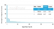 Analysis of a HuProt(TM) microarray containing more than 19,000 full-length human proteins using Gamma Enolase antibody (clone ENO2/6678). Z- and S- Score: The Z-score represents the strength of a signal that a monoclonal antibody (in combination with a fluorescently-tagged anti-IgG secondary antibody) produces when binding to a particular protein on the HuProt(TM) array. Z-scores are described in units of standard deviations (SD's) above the mean value of all signals generated on that array. If targets on HuProt(TM) are arranged in descending order of the Z-score, the S-score is the difference (also in units of SD's) between the Z-score. S-score therefore represents the relative target specificity of a mAb to its intended target. A mAb is considered to specific to its intended target, if the mAb has an S-score of at least 2.5. For example, if a mAb binds to protein X with a Z-score of 43 and to protein Y with a Z-score of 14, then the S-score for the binding of that mAb to protein X is equal to 29.