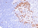 IHC staining of FFPE human lymph node tissue with CD57 antibody (clone NK1/7566). HIER: boil tissue sections in pH 9 10mM Tris with 1mM EDTA for 20 min and allow to cool before testing.