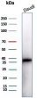 Western blot testing of human Daudi cell lysate with CD57 antibody (clone NK1/7566). Predicted molecular weight ~38 kDa.