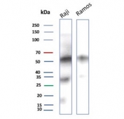 Western blot testing of human Raji and Ramos cell lysate with recombinant CD27 antibody. Predicted molecular weight ~29 kDa but may be observed at higher molecular weights due to glycosylation.