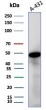 Western blot testing of human A431 cell lysate with Gamma Enolase antibody (clone ENO2/4507). Predicted molecular weight ~47 kDa.