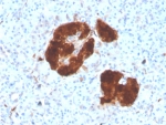 IHC staining of FFPE human pancreas tissue with Gamma Enolase antibody (clone ENO2/4507). HIER: boil tissue sections in pH 9 10mM Tris with 1mM EDTA for 20 min and allow to cool before testing.