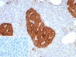 IHC staining of FFPE human pancreas tissue with ENO2 antibody (clone rENO/8857). Inset: PBS used in place of primary Ab (secondary Ab negative control). HIER: boil tissue sections in pH 9 10mM Tris with 1mM EDTA for 20 min and allow to cool before testing.