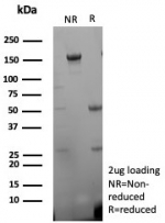SDS-PAGE analysis of purified, BSA-free CD27 antibody (clone rLPFS2/8836) as confirmation of integrity and purity.