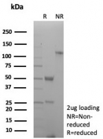 SDS-PAGE analysis of purified, BSA-free CD27 antibody (clone rLPFS2/8837) as confirmation of integrity and purity.