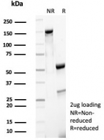 SDS-PAGE analysis of purified, BSA-free CD27 antibody (clone LPFS2/8316R) as confirmation of integrity and purity.