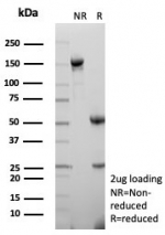SDS-PAGE analysis of purified, BSA-free recombinant CD27 antibody (clone LPFS2/8607R) as confirmation of integrity and purity.