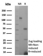 SDS-PAGE analysis of purified, BSA-free CD163 antibody (clone M130/8822R) as confirmation of integrity and purity.