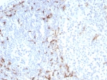 IHC staining of FFPE human tonsil tissue with CD163 antibody (clone M130/8822R). HIER: boil tissue sections in pH 9 10mM Tris with 1mM EDTA for 20 min and allow to cool before testing.