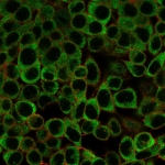 Immunofluorescent staining of PFA-fixed human HeLa cells with Y-box-binding protein 3 antibody (clone PCRP-YBX3-2D12) followed by goat anti-mouse IgG-CF488 (green); Red = CF640R phalloidin.
