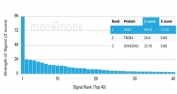 Analysis of a HuProt(TM) microarray containing more than 19,000 full-length human proteins using Y-box-binding protein 3 antibody (clone PCRP-YBX3-2D12). Z- and S- Score: The Z-score represents the strength of a signal that a monoclonal antibody (in combination with a fluorescently-tagged anti-IgG secondary antibody) produces when binding to a particular protein on the HuProt(TM) array. Z-scores are described in units of standard deviations (SD's) above the mean value of all signals generated on that array. If targets on HuProt(TM) are arranged in descending order of the Z-score, the S-score is the difference (also in units of SD's) between the Z-score. S-score therefore represents the relative target specificity of a mAb to its intended target. A mAb is considered to specific to its intended target, if the mAb has an S-score of at least 2.5. For example, if a mAb binds to protein X with a Z-score of 43 and to protein Y with a Z-score of 14, then the S-score for the binding of that mAb to protein X is equal to 29.