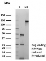 SDS-PAGE analysis of purified, BSA-free LAG-3 antibody (clone LAG3/7380) as confirmation of integrity and purity.