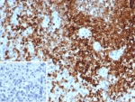 IHC staining of FFPE human spleen tissue with PTPN6 antibody (clone PTPN6/7543). Inset: PBS used in place of primary Ab (secondary Ab negative control). HIER: boil tissue sections in pH 9 10mM Tris with 1mM EDTA for 20 min and allow to cool before testing.