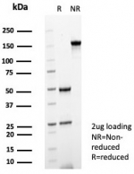 SDS-PAGE analysis of purified, BSA-free SHP-1 antibody (clone PTPN6/7544) as confirmation of integrity and purity.