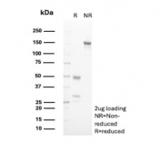 SDS-PAGE analysis of purified, BSA-free CD163L1 antibody (clone CD163L1/7972) as confirmation of integrity and purity.