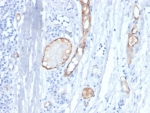 IHC staining of FFPE human tonsil tissue with vWF antibody (clone VWF/4458). HIER: boil tissue sections in pH 9 10mM Tris with 1mM EDTA for 20 min and allow to cool before testing.