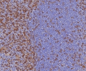 IHC staining of FFPE human tonsil tissue with recombinant CD4 antibody (clone CD4/8203R) at 2ug/ml. HIER: boil tissue sections in pH 9 10mM Tris with 1mM EDTA for 20 min and allow to cool before testing.