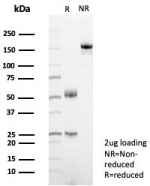 SDS-PAGE analysis of purified, BSA-free CD63 antibody (clone LAMP3/7369) as confirmation of integrity and purity.