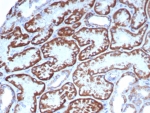 IHC staining of FFPE human kidney tissue with FGF23/6371 at 2ug/ml. HIER: boil tissue sections in pH 9 10mM Tris with 1mM EDTA for 20 min and allow to cool before testing.