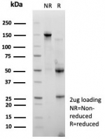 SDS-PAGE analysis of purified, BSA-free HDAC7 antibody (clone PCRP-HDAC7-1B6) as confirmation of integrity and purity.