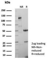 SDS-PAGE analysis of purified, BSA-free KRT1 antibody (clone KRT1/8342R) as confirmation of integrity and purity.