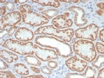 IHC staining of FFPE human kidney tissue with FGF23/6408 at 2ug/ml. HIER: boil tissue sections in pH 9 10mM Tris with 1mM EDTA for 20 min and allow to cool before testing.