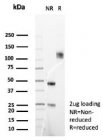 SDS-PAGE analysis of purified, BSA-free FGF23 antibody (clone FGF23/6408) as confirmation of integrity and purity.