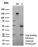 SDS-PAGE analysis of purified, BSA-free MDM2 antibody (clone MDM2/8221) as confirmation of integrity and purity.
