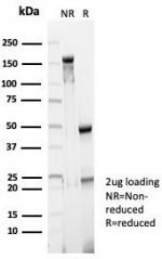 SDS-PAGE analysis of purified, BSA-free BRCA2 antibody (clone BRCA2/2158) as confirmation of integrity and purity.