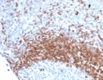 IHC staining of FFPE human tonsil tissue with recombinant IgD antibody (clone IGHD/6818R). Inset: PBS used in place of primary Ab (secondary Ab negative control). HIER: boil tissue sections in pH 9 10mM Tris with 1mM EDTA for 20 min and allow to cool before testing.