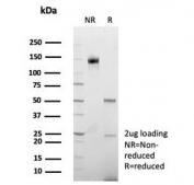 SDS-PAGE analysis of purified, BSA-free Coagulation Factor VII antibody (clone F7/4931) as confirmation of integrity and purity.