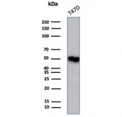 Western blot testing of human T-47D cell lysate with Coagulation Factor VII antibody (clone F7/4931). Predicted molecular weigh ~51 kDa but may be observed at higher molecular weights due to glycosylation.