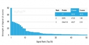 Analysis of a HuProt(TM) microarray containing more than 19,000 full-length human proteins using Coagulation Factor VII antibody (clone F7/3512). Z- and S- Score: The Z-score represents the strength of a signal that a monoclonal antibody (in combination with a fluorescently-tagged anti-IgG secondary antibody) produces when binding to a particular protein on the HuProt(TM) array. Z-scores are described in units of standard deviations (SD's) above the mean value of all signals generated on that array. If targets on HuProt(TM) are arranged in descending order of the Z-score, the S-score is the difference (also in units of SD's) between the Z-score. S-score therefore represents the relative target specificity of a mAb to its intended target. A mAb is considered to specific to its intended target, if the mAb has an S-score of at least 2.5. For example, if a mAb binds to protein X with a Z-score of 43 and to protein Y with a Z-score of 14, then the S-score for the binding of that mAb to protein X is equal to 29.