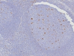 IHC staining of FFPE human tonsil tissue with CD107a antibody (clone LAMP1/7457). HIER: boil tissue sections in pH 9 10mM Tris with 1mM EDTA for 20 min and allow to cool before testing.