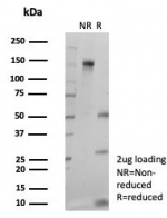 SDS-PAGE analysis of purified, BSA-free C/EBP epsilon antibody (clone PCRP-CEBPE-1G12) as confirmation of integrity and purity.