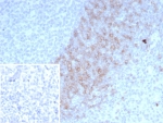 IHC staining of FFPE human lymph node tissue with IgD Heavy Chain antibody (clone IGHD/4967). Inset: PBS used in place of primary Ab (secondary Ab negative control). HIER: boil tissue sections in pH 9 10mM Tris with 1mM EDTA for 20 min and allow to cool before testing.