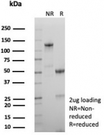 SDS-PAGE analysis of purified, BSA-free IgD antibody (clone IGHD/8326R) as confirmation of integrity and purity.