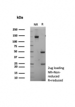 SDS-PAGE analysis of purified, BSA-free TTF-1 antibody (clone TTF1/8430) as confirmation of integrity and purity.