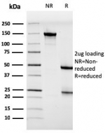 SDS-PAGE analysis of purified, BSA-free HIF1A antibody (clone HIF1A/3248) as confirmation of integrity and purity.