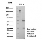 SDS-PAGE analysis of purified, BSA-free SNW1 antibody (clone PCRP-SNW1-1C12) as confirmation of integrity and purity.