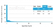 Analysis of a HuProt(TM) microarray containing more than 19,000 full-length human proteins using SKIP antibody (clone PCRP-SNW1-2A1). Z- and S- Score: The Z-score represents the strength of a signal that a monoclonal antibody (in combination with a fluorescently-tagged anti-IgG secondary antibody) produces when binding to a particular protein on the HuProt(TM) array. Z-scores are described in units of standard deviations (SD's) above the mean value of all signals generated on that array. If targets on HuProt(TM) are arranged in descending order of the Z-score, the S-score is the difference (also in units of SD's) between the Z-score. S-score therefore represents the relative target specificity of a mAb to its intended target. A mAb is considered to specific to its intended target, if the mAb has an S-score of at least 2.5. For example, if a mAb binds to protein X with a Z-score of 43 and to protein Y with a Z-score of 14, then the S-score for the binding of that mAb to protein X is equal to 29.