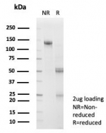 SDS-PAGE analysis of purified, BSA-free SKIP antibody (clone PCRP-SNW1-2A1) as confirmation of integrity and purity.