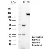 SDS-PAGE analysis of purified, BSA-free SERPINA1 antibody (AAT/6323) as confirmation of integrity and purity.
