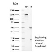 SDS-PAGE analysis of purified, BSA-free SERPINA1 antibody (AAT/6325) as confirmation of integrity and purity.